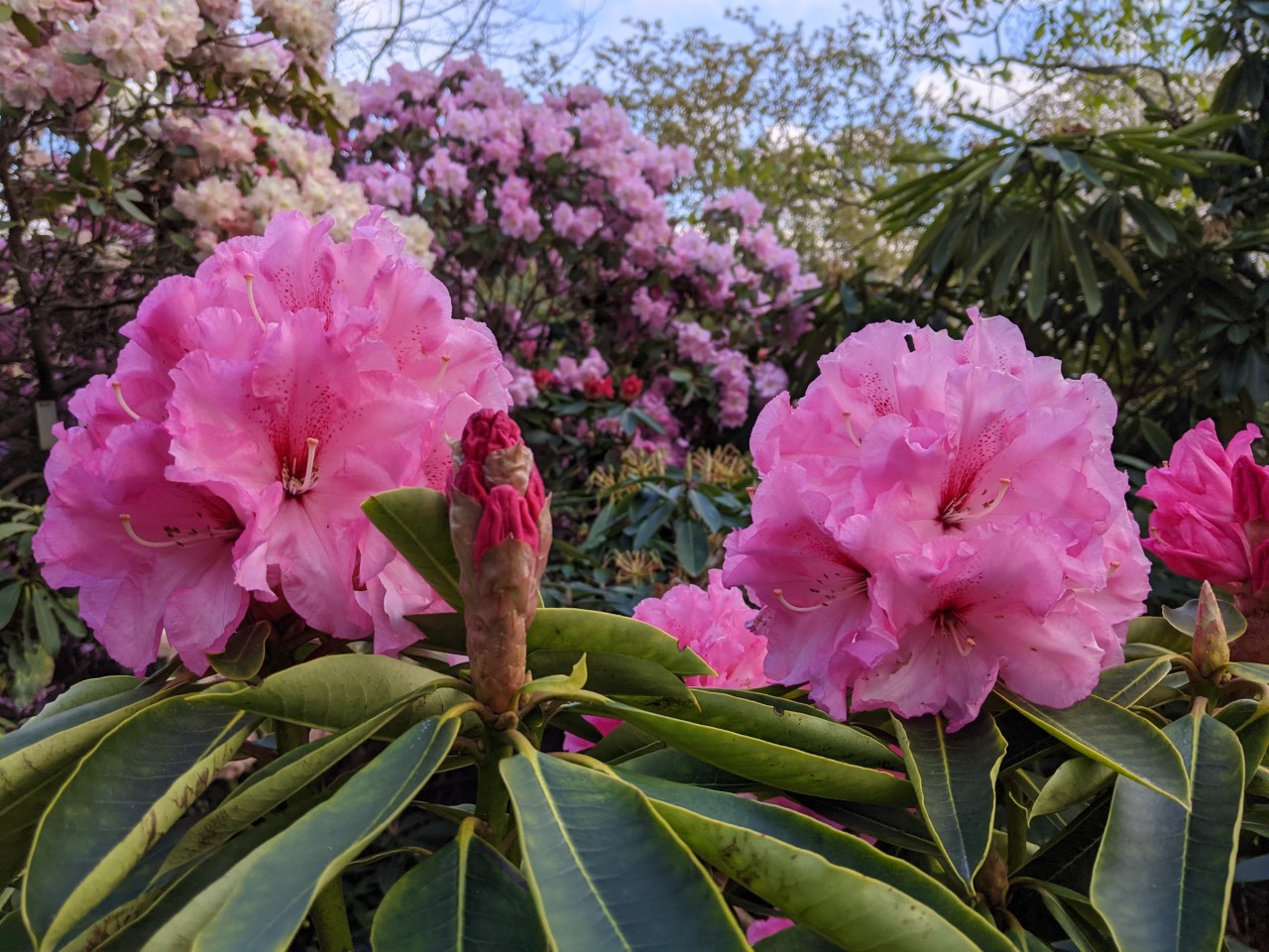 Unnamed hybrid seedling